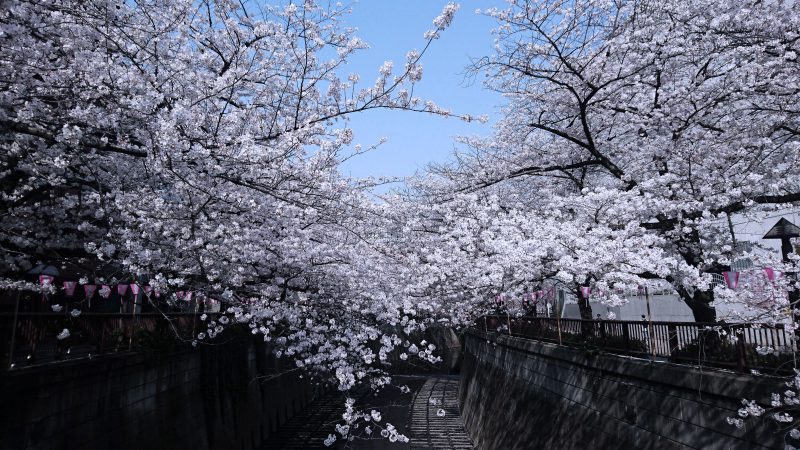 Read more about the article 目黒川の桜 2018 #06：散りはじめ