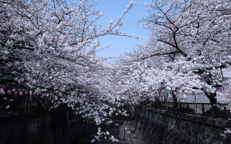 目黒川の桜 2018 #06：散りはじめ