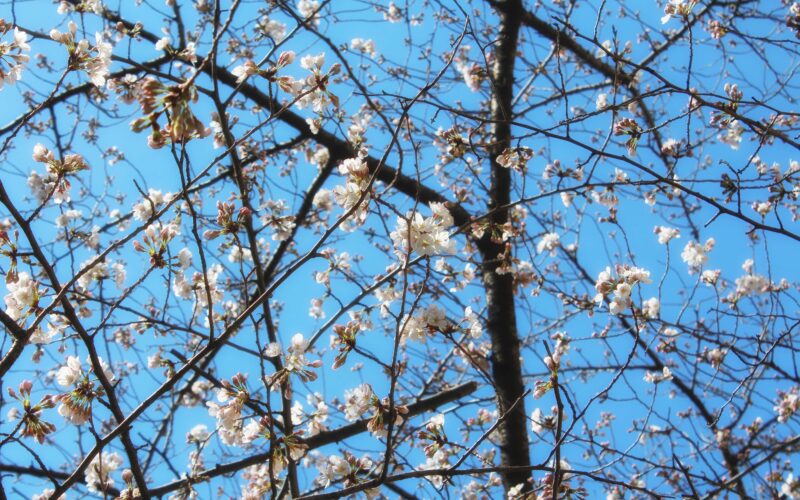 目黒川の桜 2018 #01：目黒川の桜は開花宣言！