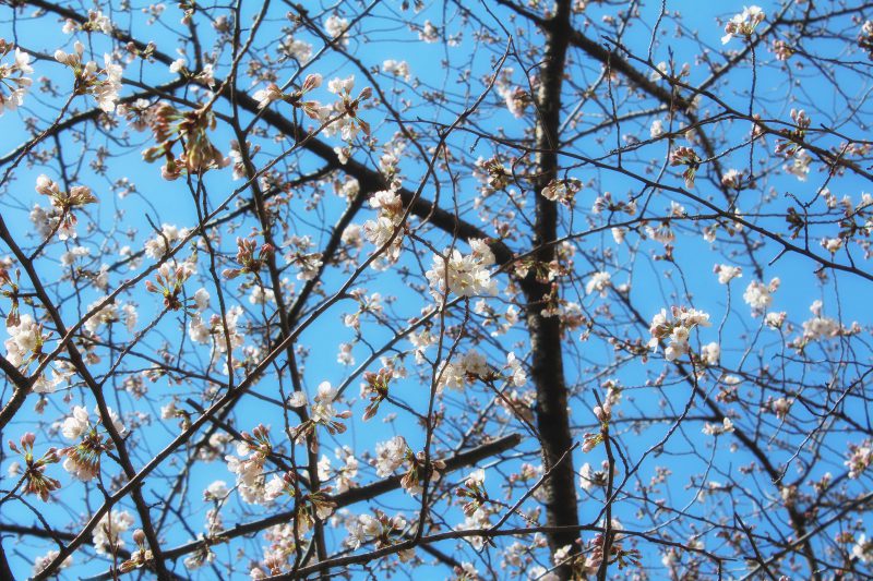 Read more about the article 目黒川の桜 2018 #01：目黒川の桜は開花宣言！