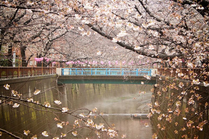 Read more about the article 目黒川の桜 2018 #02：川霧