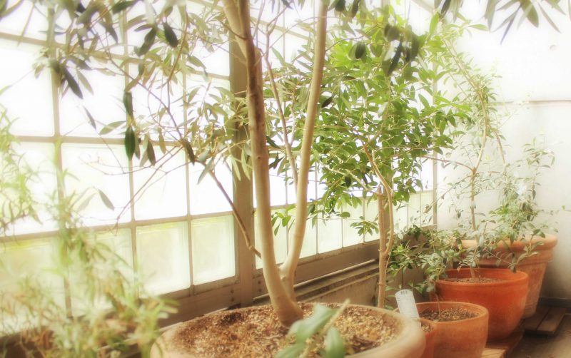 Read more about the article オリーブ茶葉