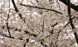 目黒川の桜 2018 #04：もう満開