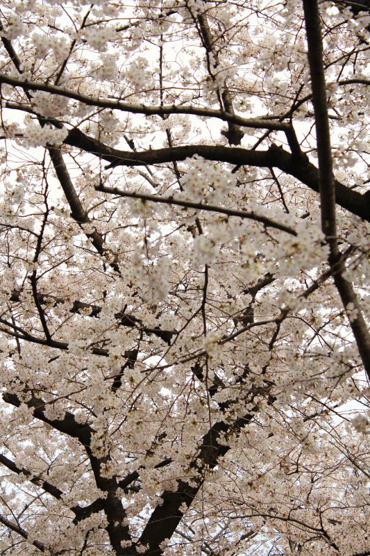 Read more about the article 目黒川の桜 2018 #04：もう満開