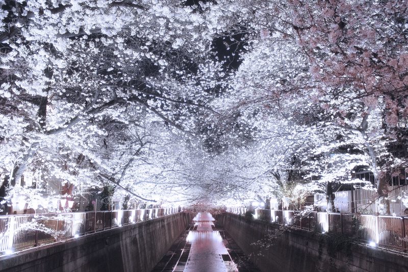 Read more about the article 目黒川の桜 2018 #05：最高の日