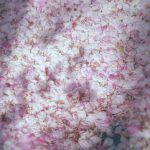 目黒川の桜 2018 #07：桜の朝