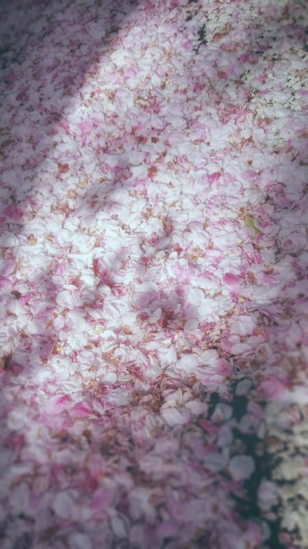 Read more about the article 目黒川の桜 2018 #07：桜の朝