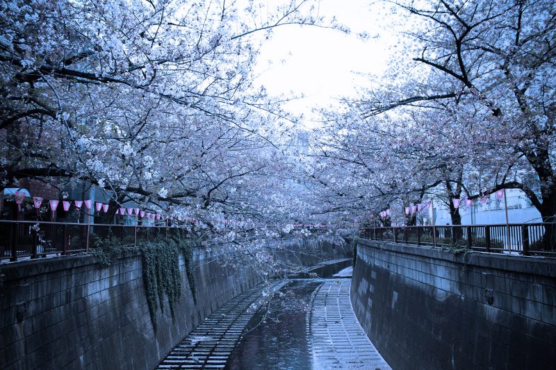 Read more about the article 目黒川の桜 2018 #08：見納めです