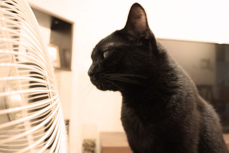 Read more about the article Happy 10th Birthday, Bay