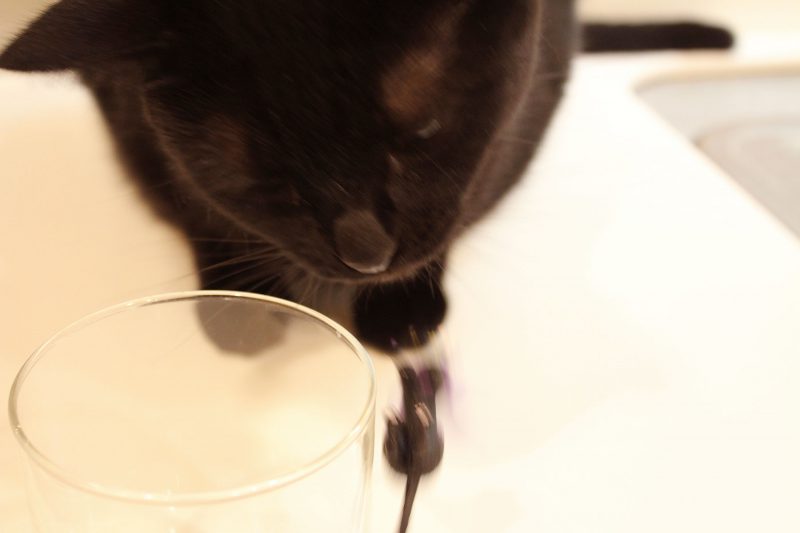 Read more about the article ふちねこ