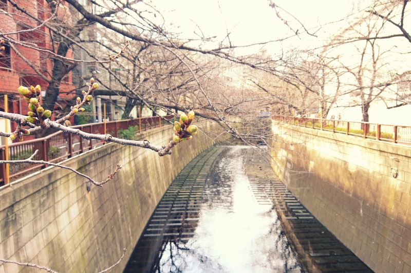 Read more about the article 目黒川の桜 2019 #01：今年もお届け