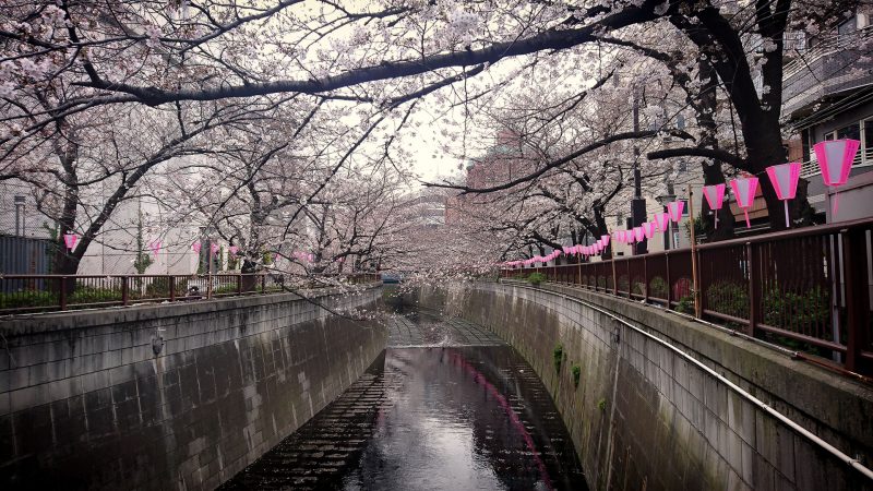 Read more about the article 目黒川の桜 2019 #05：五分咲き