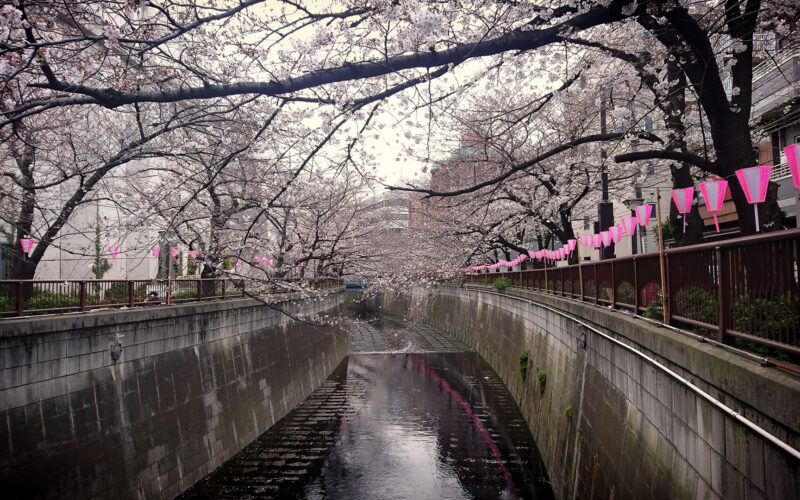 目黒川の桜 2019 #05：五分咲き