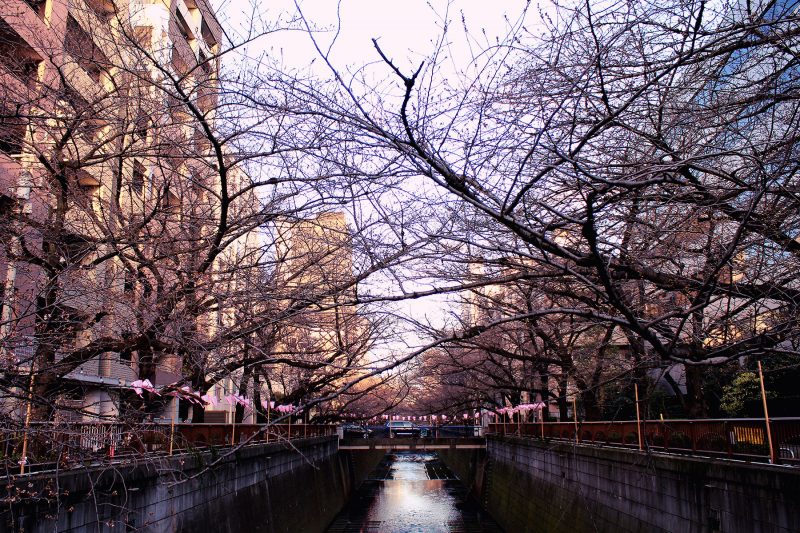 Read more about the article 目黒川の桜 2019 #02：都内桜開花宣言！