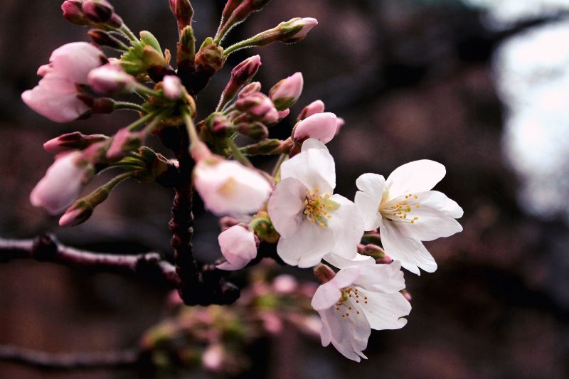 Read more about the article 目黒川の桜 2019 #03：寒の戻り