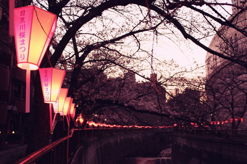 Read more about the article 目黒川の桜 2019 #04：三分咲き