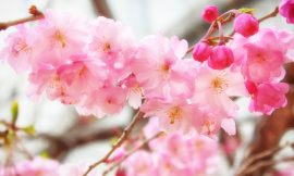 目黒川の桜 2019 #06：曇りのち雨