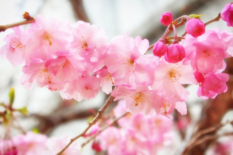 Read more about the article 目黒川の桜 2019 #06：曇りのち雨