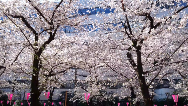 Read more about the article 目黒川の桜 2019 #07：朝の桜