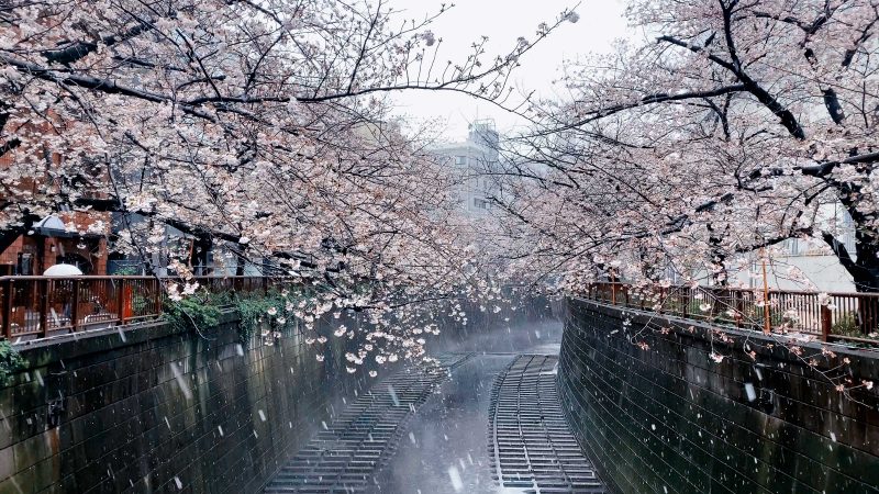 Read more about the article 目黒川の桜 2020 #10：桜と雪と川霧