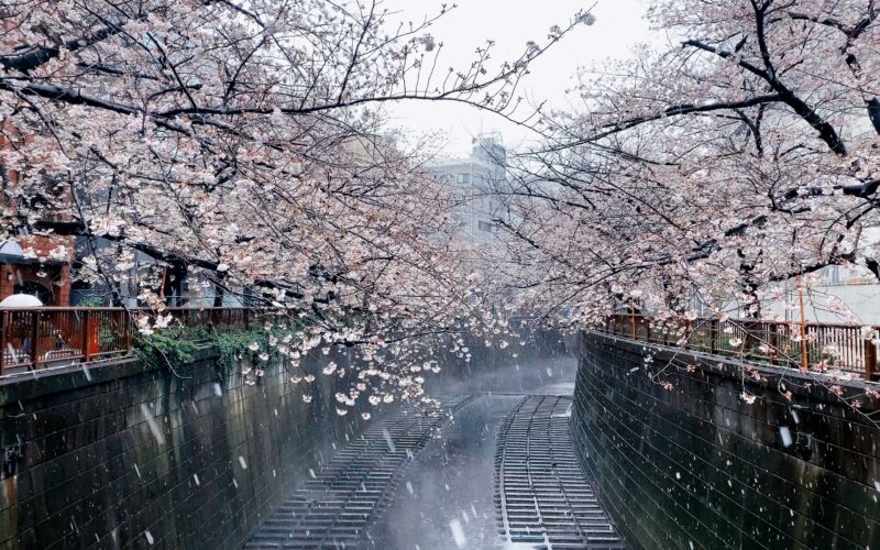 目黒川の桜 2020 #10：桜と雪と川霧