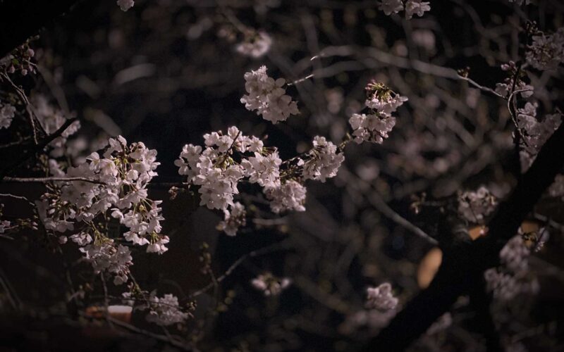 目黒川の桜 2020 #02：いつもと違う夜桜