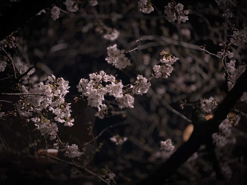 Read more about the article 目黒川の桜 2020 #02：いつもと違う夜桜
