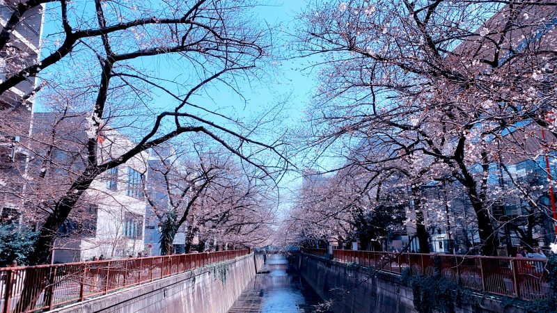 Read more about the article 目黒川の桜 2020 #03：4分咲き