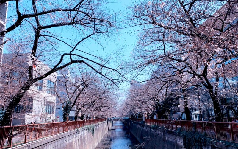 目黒川の桜 2020 #03：4分咲き