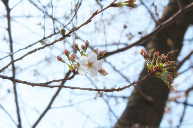 Read more about the article 目黒川の桜 2020 #01：開花