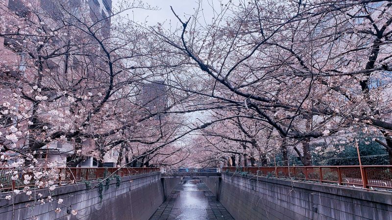 Read more about the article 目黒川の桜 2020 #04：5分咲き