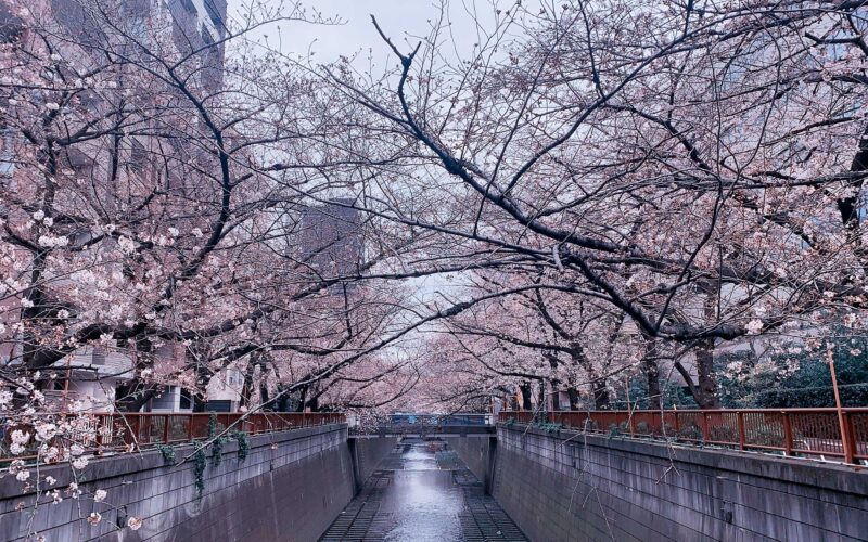 目黒川の桜 2020 #04：5分咲き