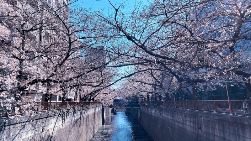 Read more about the article 目黒川の桜 2020 #05：6分咲き？