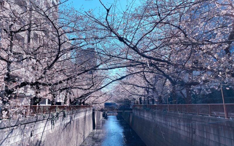 目黒川の桜 2020 #05：6分咲き？