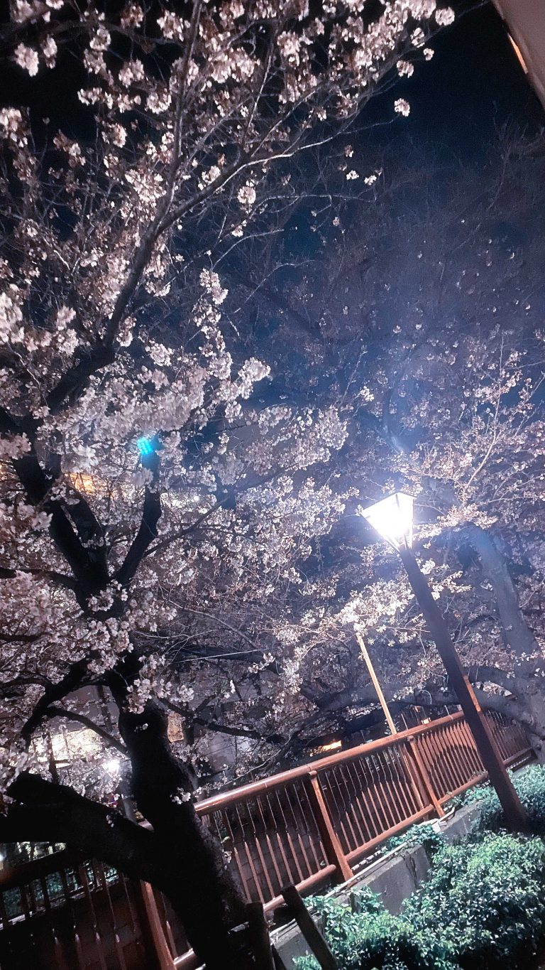 Read more about the article 目黒川の桜 2020 #06：街灯で夜桜