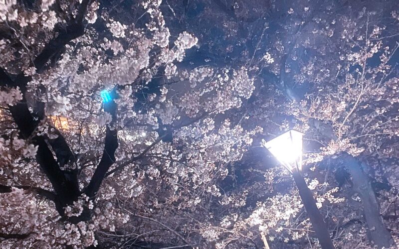 目黒川の桜 2020 #06：街灯で夜桜