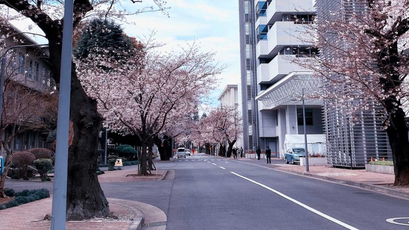 Read more about the article 目黒川の桜 2020 #07：番外編