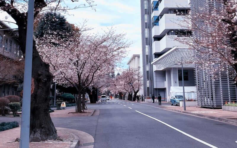 目黒川の桜 2020 #07：番外編