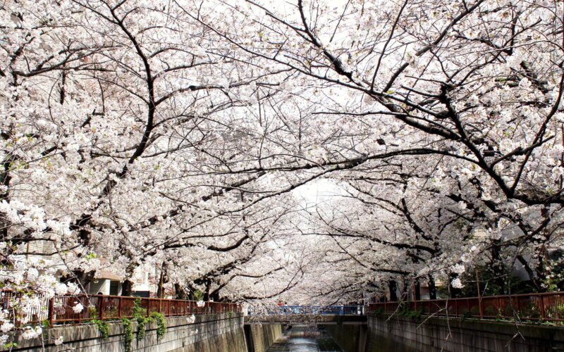 目黒川の桜 2020 #09：満開
