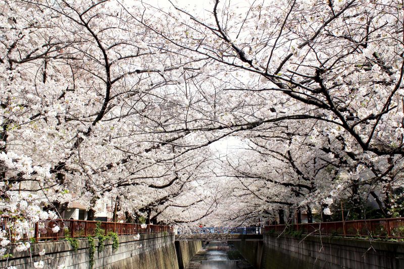 Read more about the article 目黒川の桜 2020 #09：満開