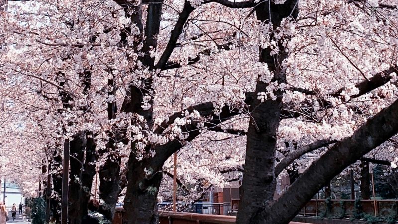 Read more about the article 目黒川の桜 2020 #08：満開前