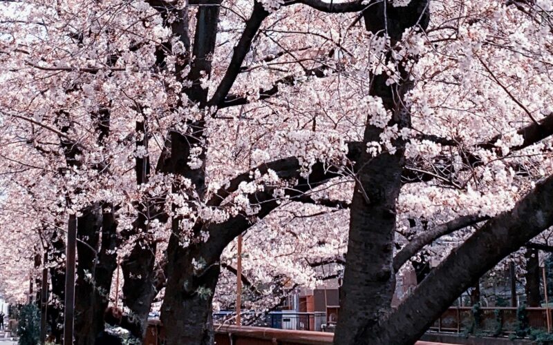 目黒川の桜 2020 #08：満開前