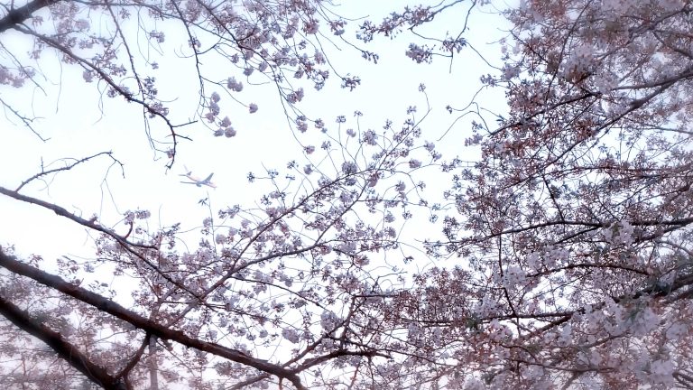 Read more about the article 目黒川の桜 2020 #13：桜と飛行機