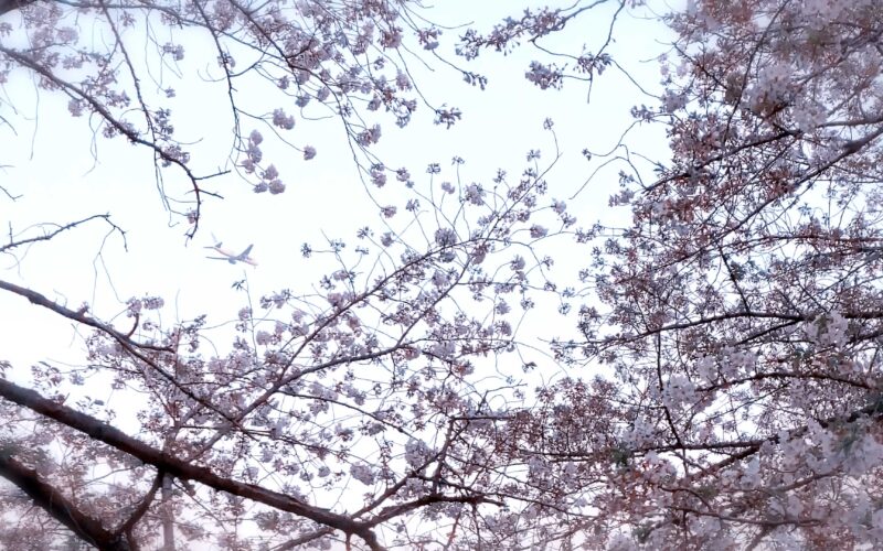 目黒川の桜 2020 #13：桜と飛行機