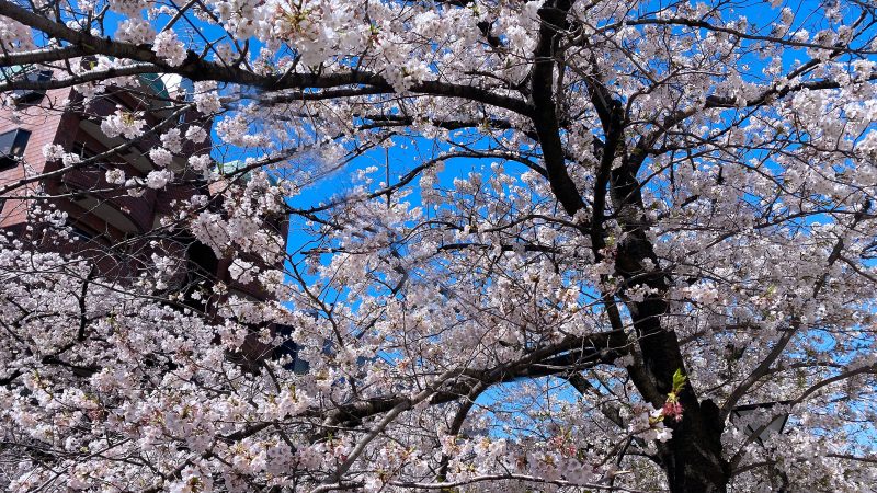 Read more about the article 目黒川の桜 2020 #11：散りはじめ