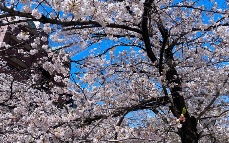 目黒川の桜 2020 #11：散りはじめ