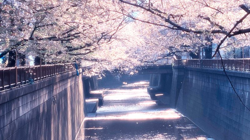 Read more about the article 目黒川の桜 2020 #12：朝陽の中で