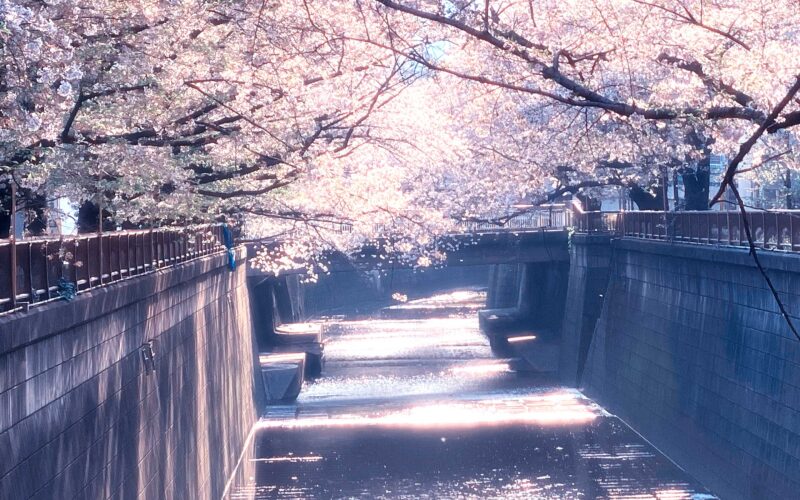 目黒川の桜 2020 #12：朝陽の中で