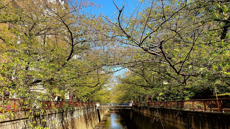 Read more about the article 目黒川の桜 2020 #14：桜とバトンタッチ