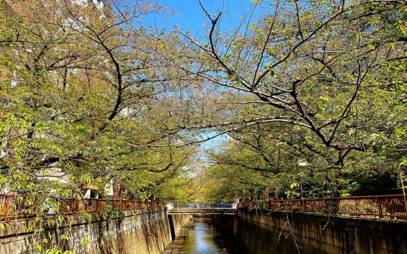 目黒川の桜 2020 #14：桜とバトンタッチ